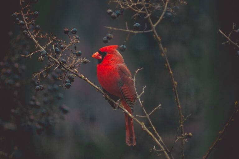 A bright red cardinal perched on branches with dark blue berries on them.